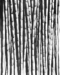 Canna da zucchero, Messico, 1929